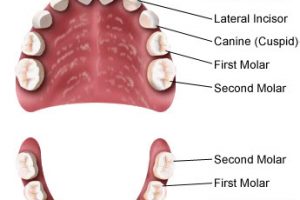 All about primary teeth